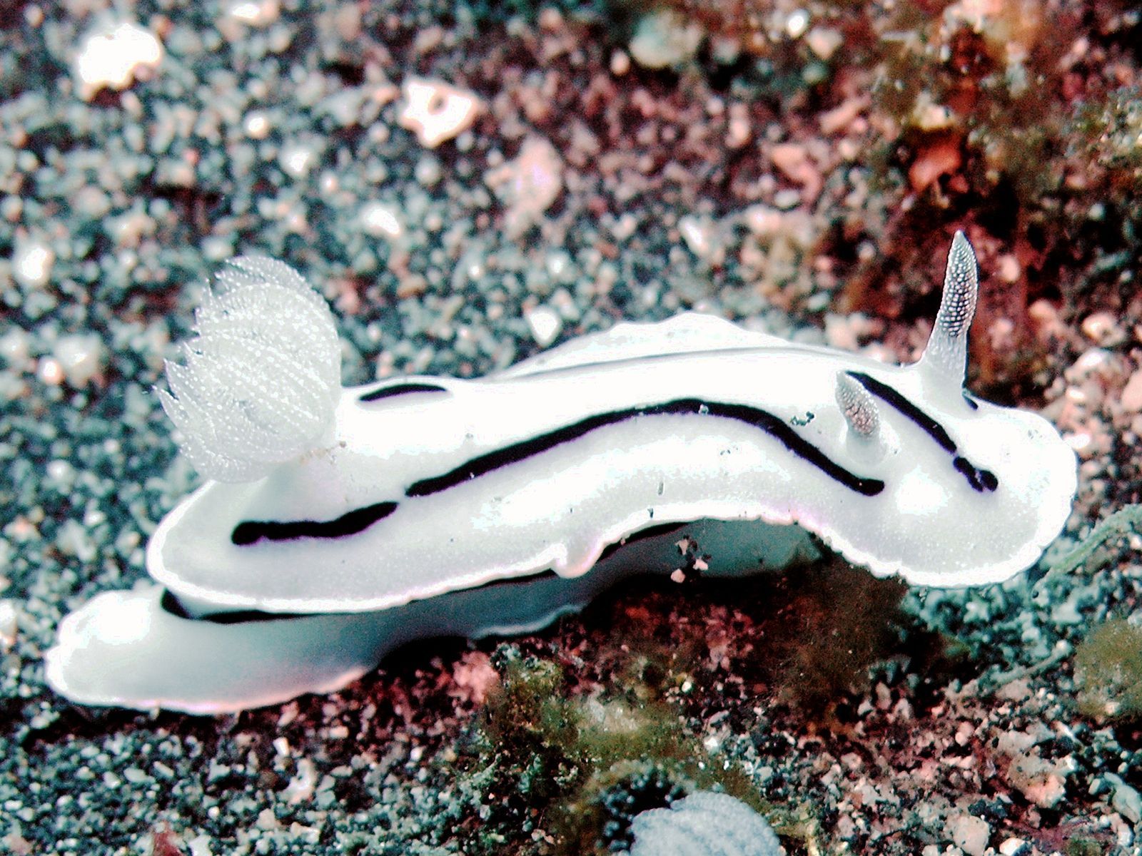 1600x1200 Nudibranch. Sea Slugs, Marine Life, Mollusks