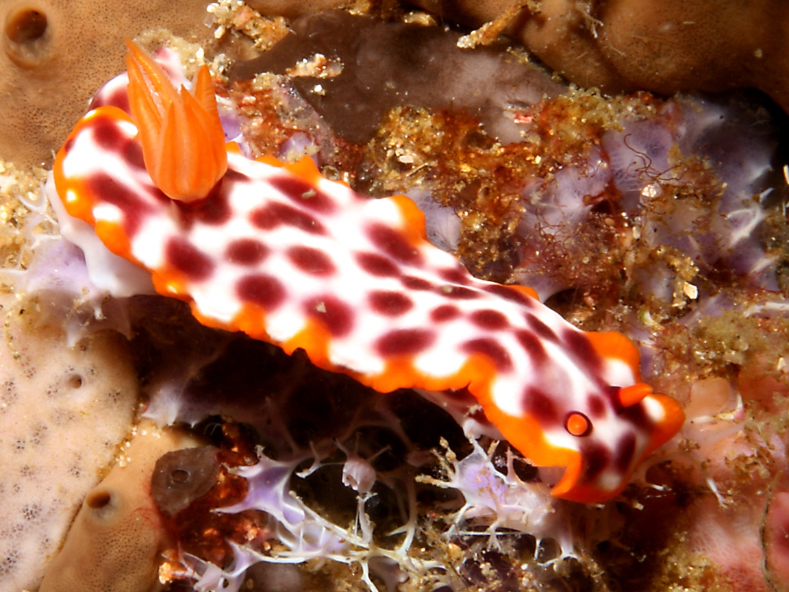 1152x864 Sea Slug (Nudibranch) Wallpaper