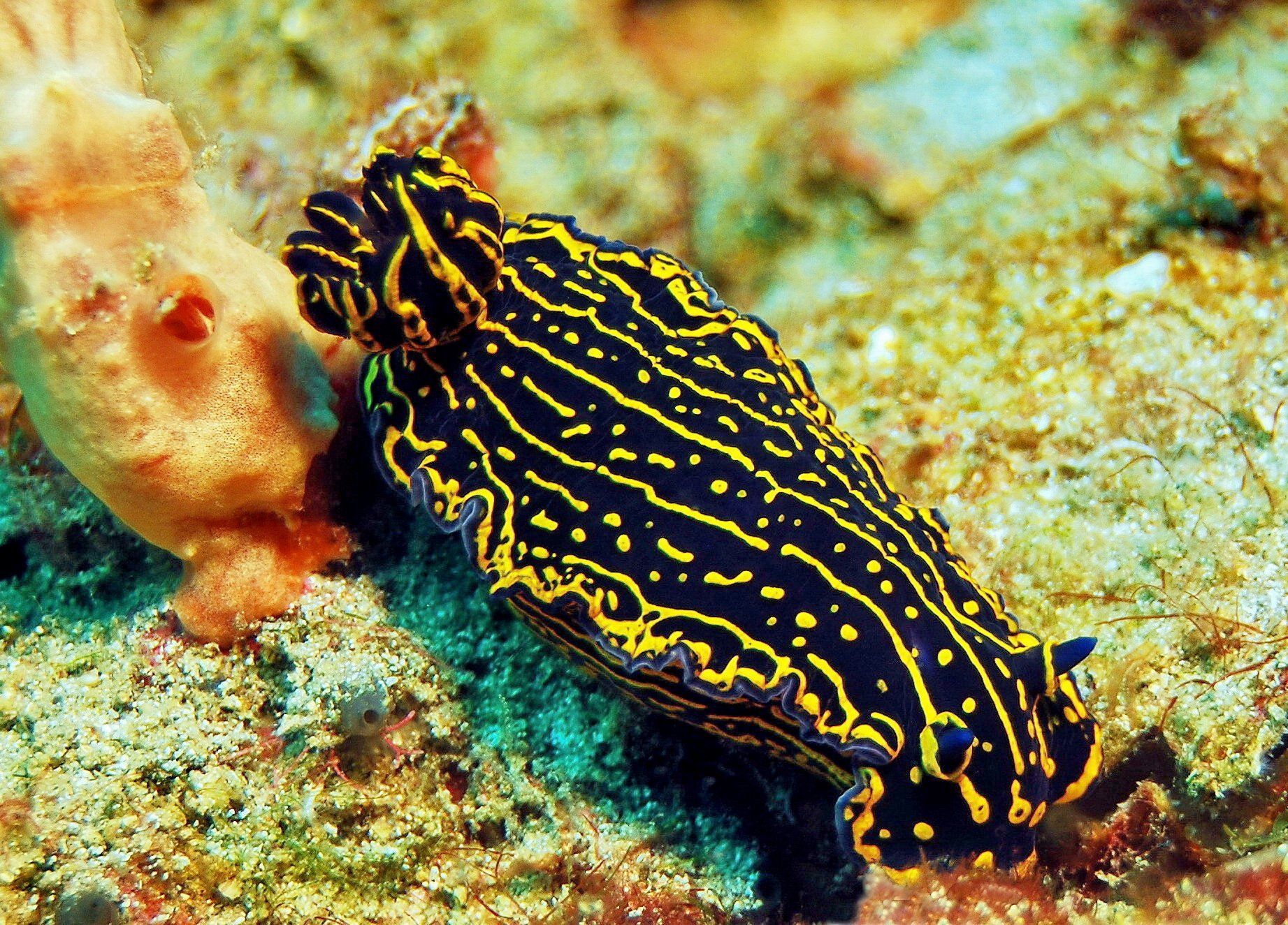 1843x1325 Desktop wallpaper: Animal, Sea Slug, Nudibranch 4K free download for PC. 746649