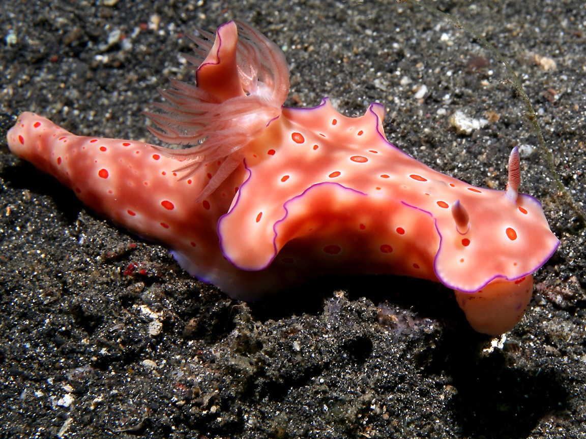 1152x864 Sea Slug (Nudibranch) Wallpaper