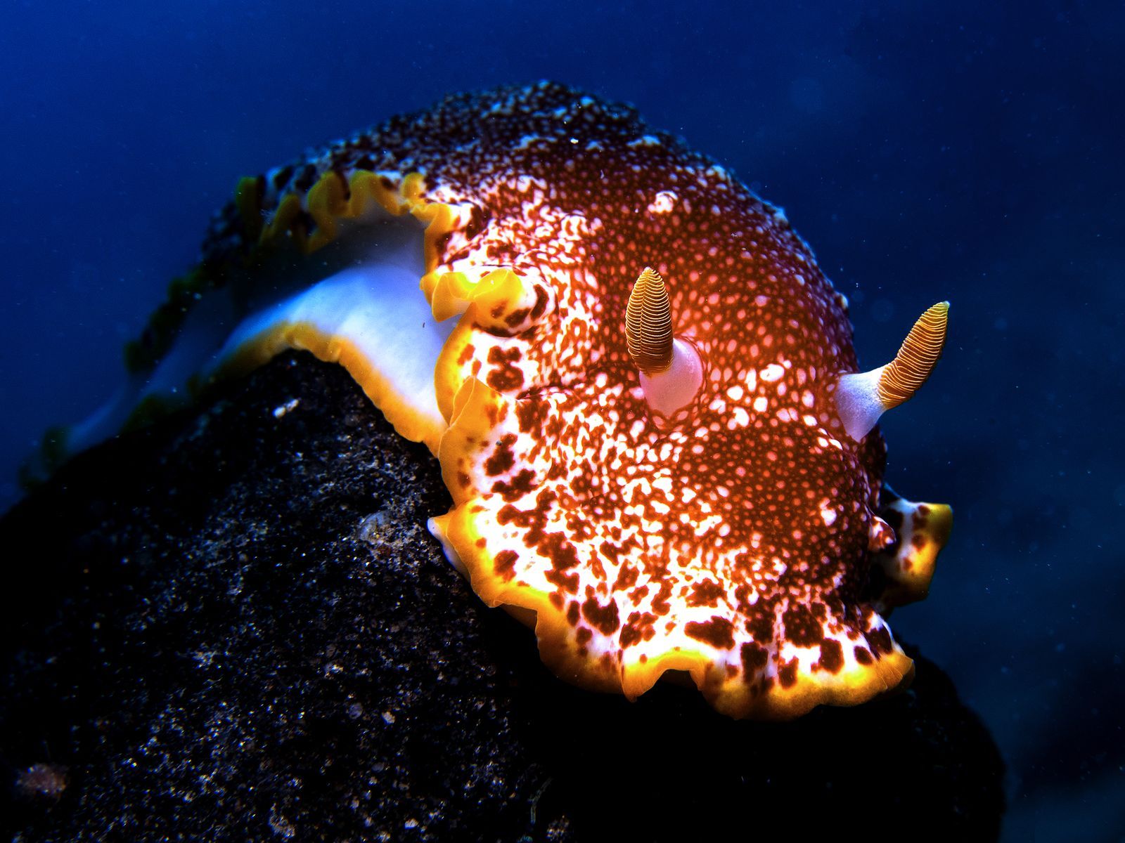 1600x1200 Dive Into the Exotic World of Nudibranchs, the Spectacular Slugs of