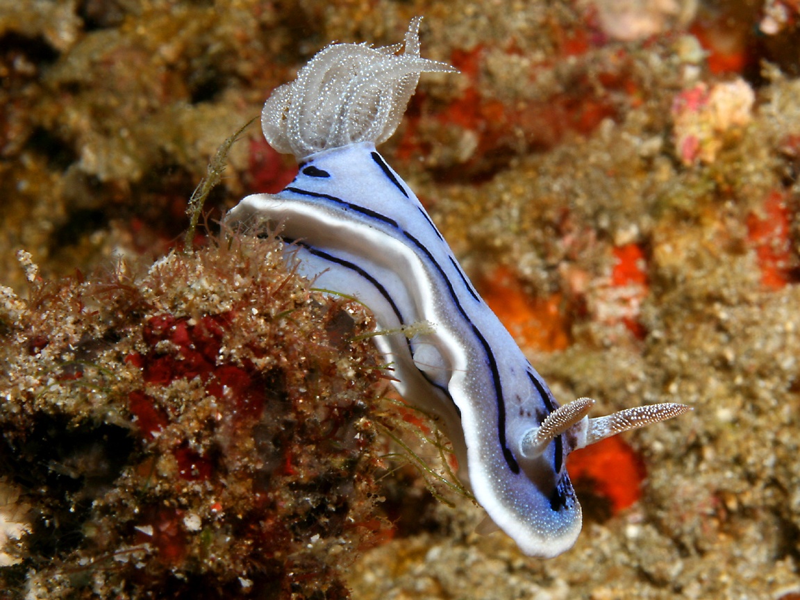 1152x864 Sea Slug (Nudibranch) Wallpaper