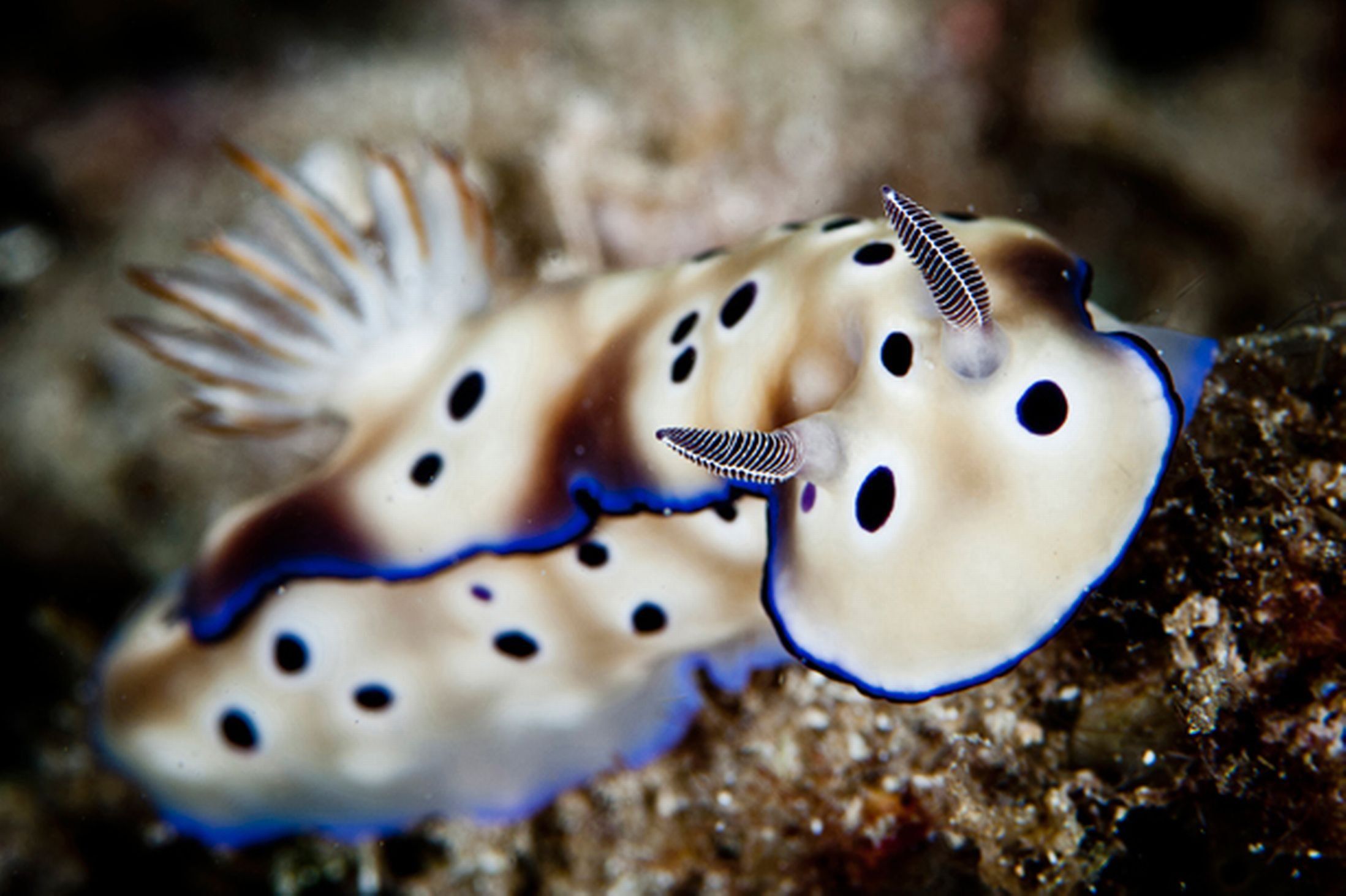 2197x1463 Sea Slug Wallpaper 2197x1463 82403