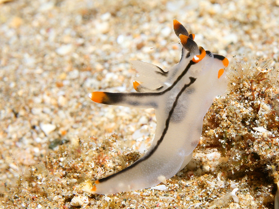 1152x864 Sea Slug (Nudibranch) Wallpaper
