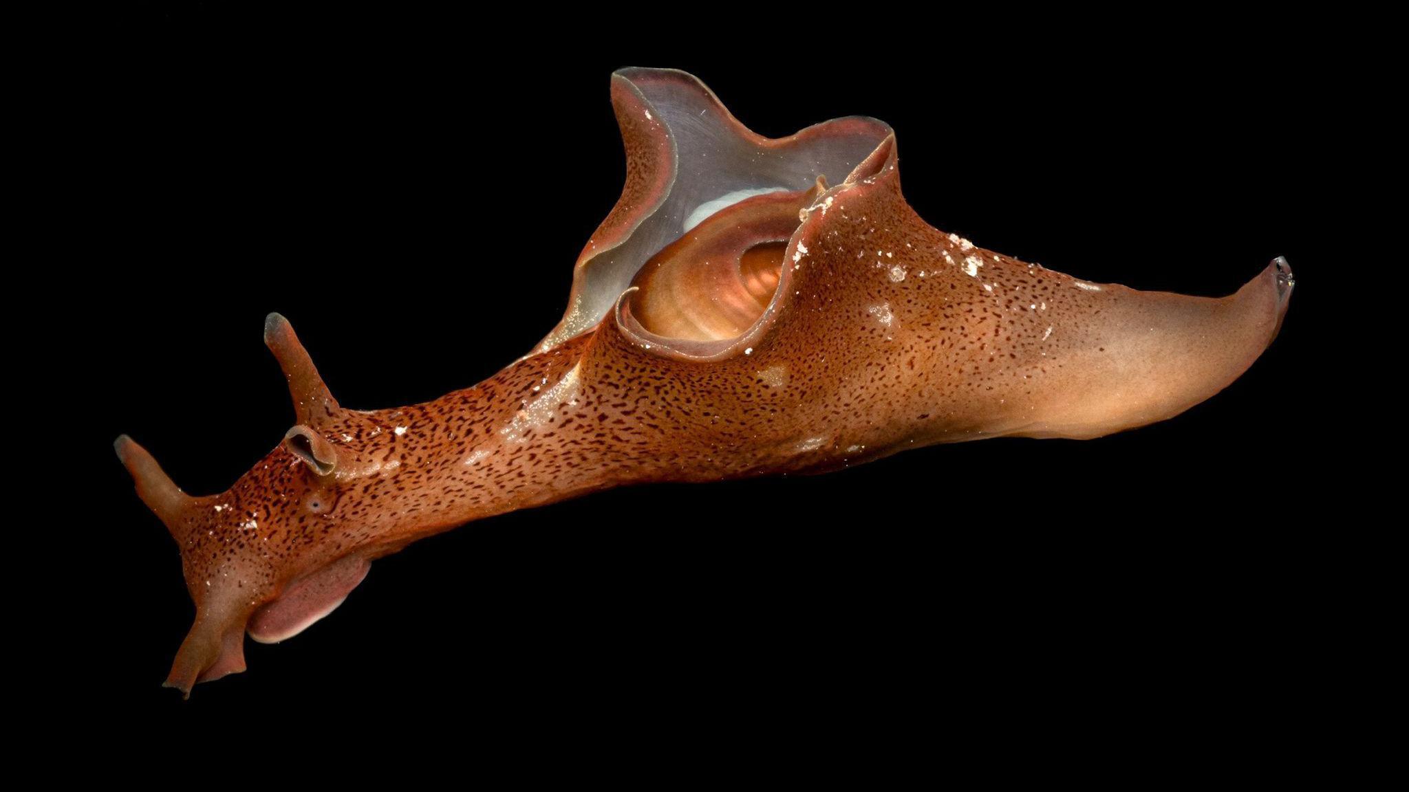 2048x1152 Devon enthusiast explains why she loves 'jazzed up' sea slugs