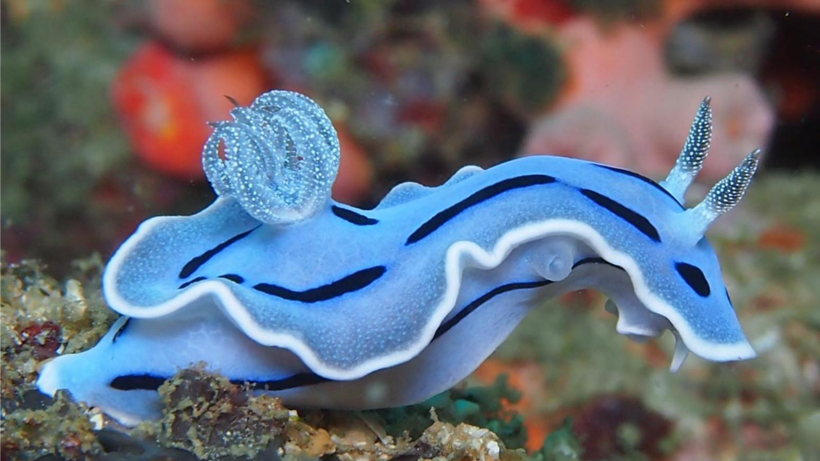 1600x900 Sea Slug Phone Wallpaper: Free 4K & HD Downloads