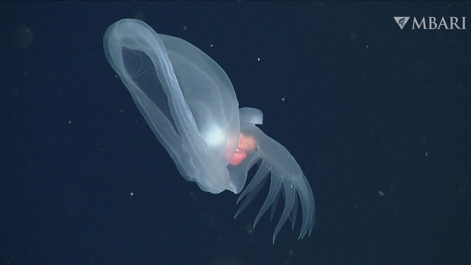 1600x900 Glowing mystery sea slug that feeds like a Venus fly trap captured in deep sea footage for 1st time