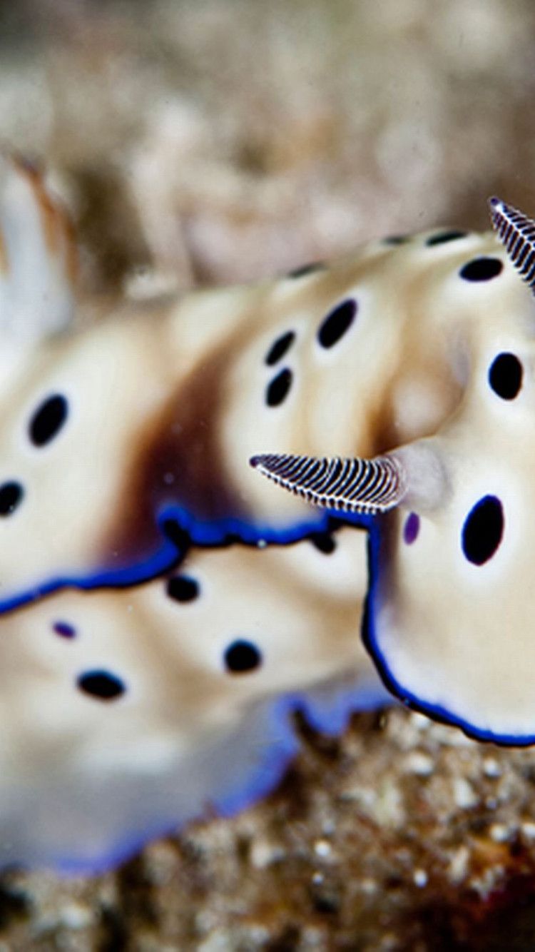 750x1334 Sea Slug Wallpaper 2197x1463 82403