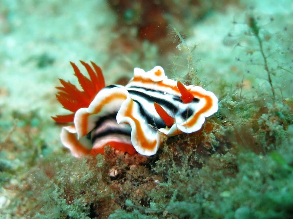 1024x768 A close up of a sea slug on a rock. Nudibranch chromodoris
