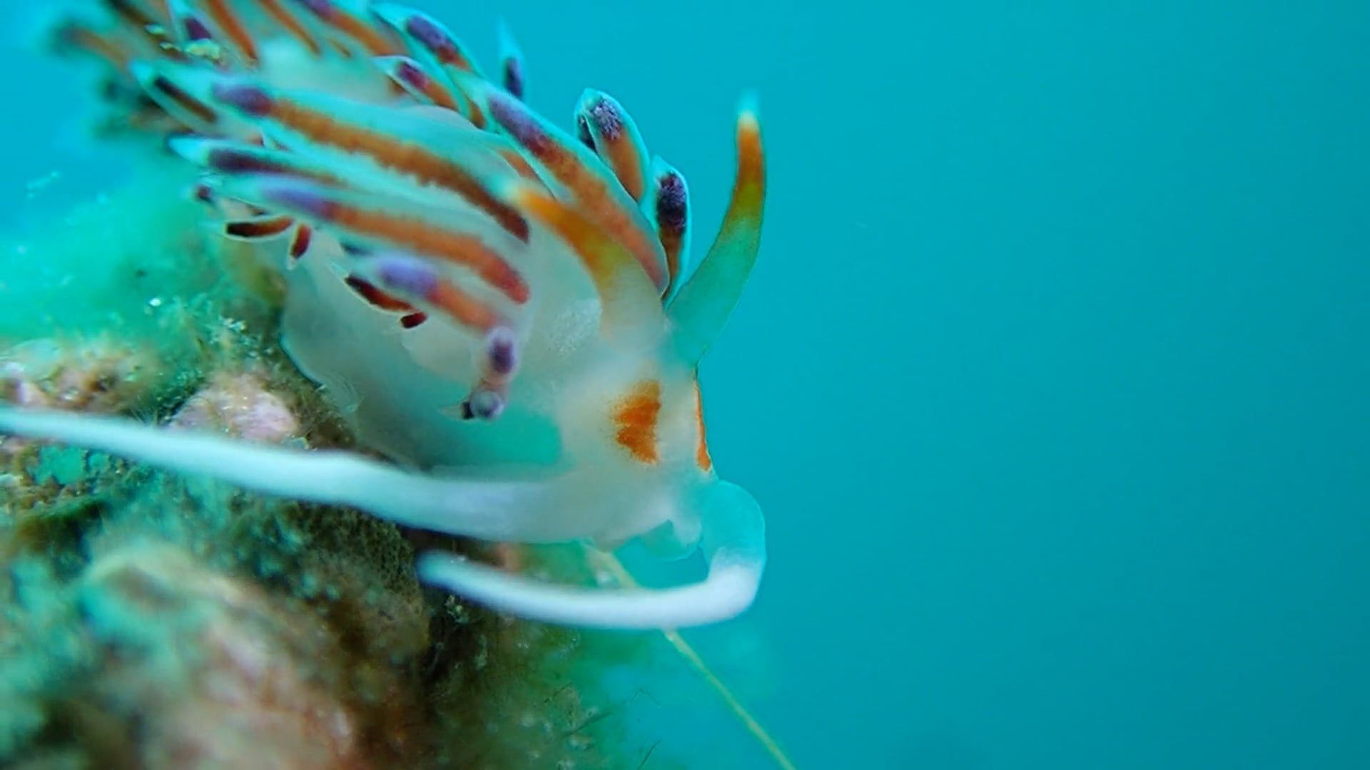 1920x1080 A Close Up Of A Sea Slug