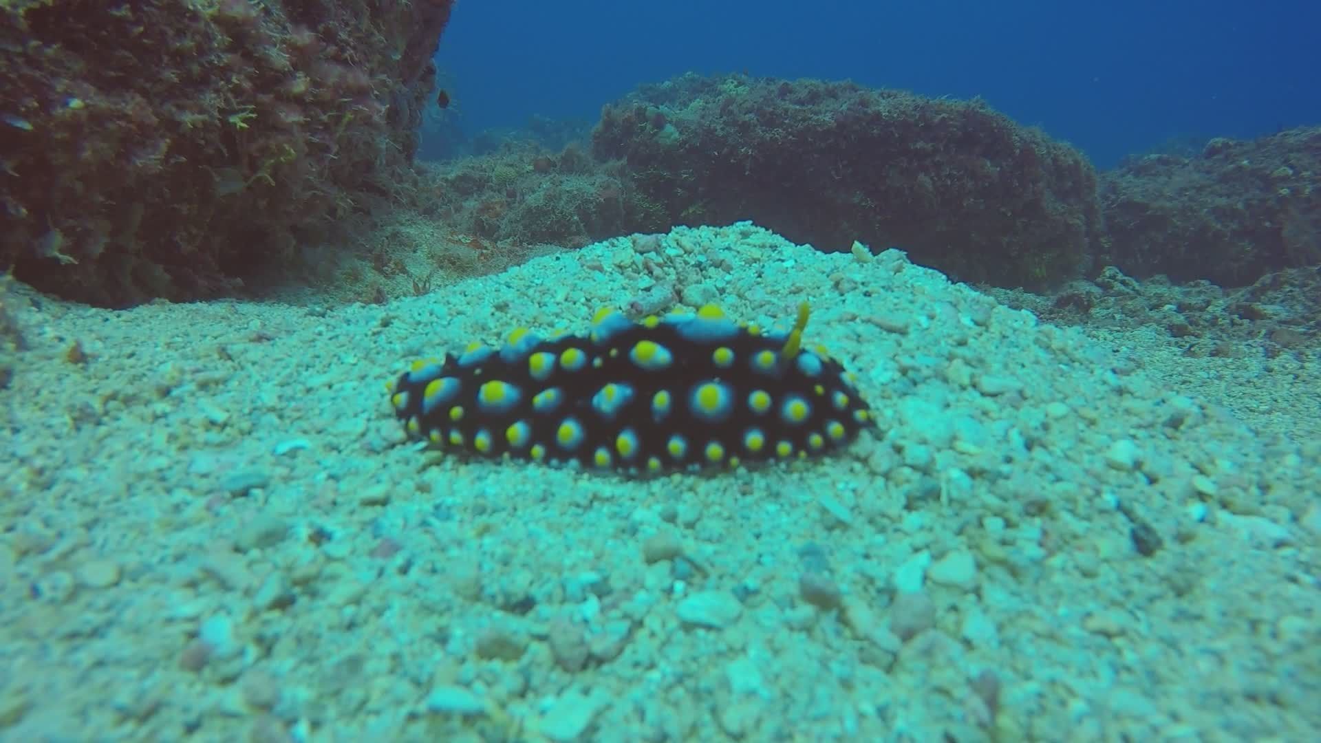 1920x1080 Colorful Nudibranch on Ocean Floor