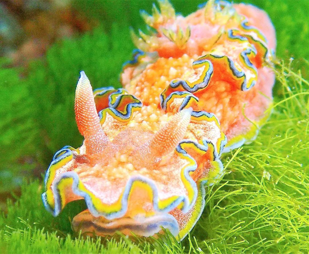 1080x887 Discover 61 Sea Slugs Galore and colorful sea slug on sandy ocean floor ideas. colorful sea slug on sandy bottom, colorful nudibranch sea slug, colorful sea slug on dark background and more