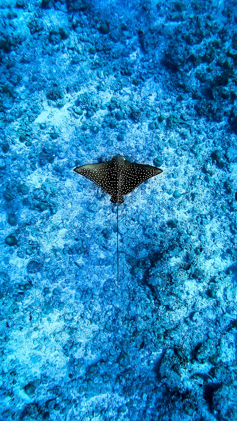 800x1422 Eagleray, marinelife, underwater, HD phone wallpaper