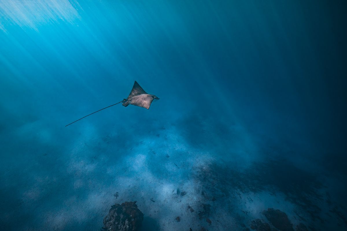 1200x800 Wings of the Ocean. Spotted Eagle Ray Photo. Turks & Caicos