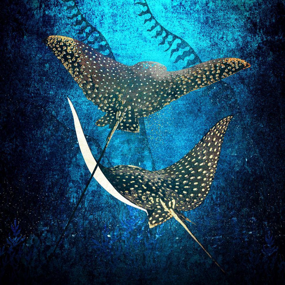 970x970 Free of Golden Stingrays Spotted Eagle Rays. Download Free Image and Free Illustrations