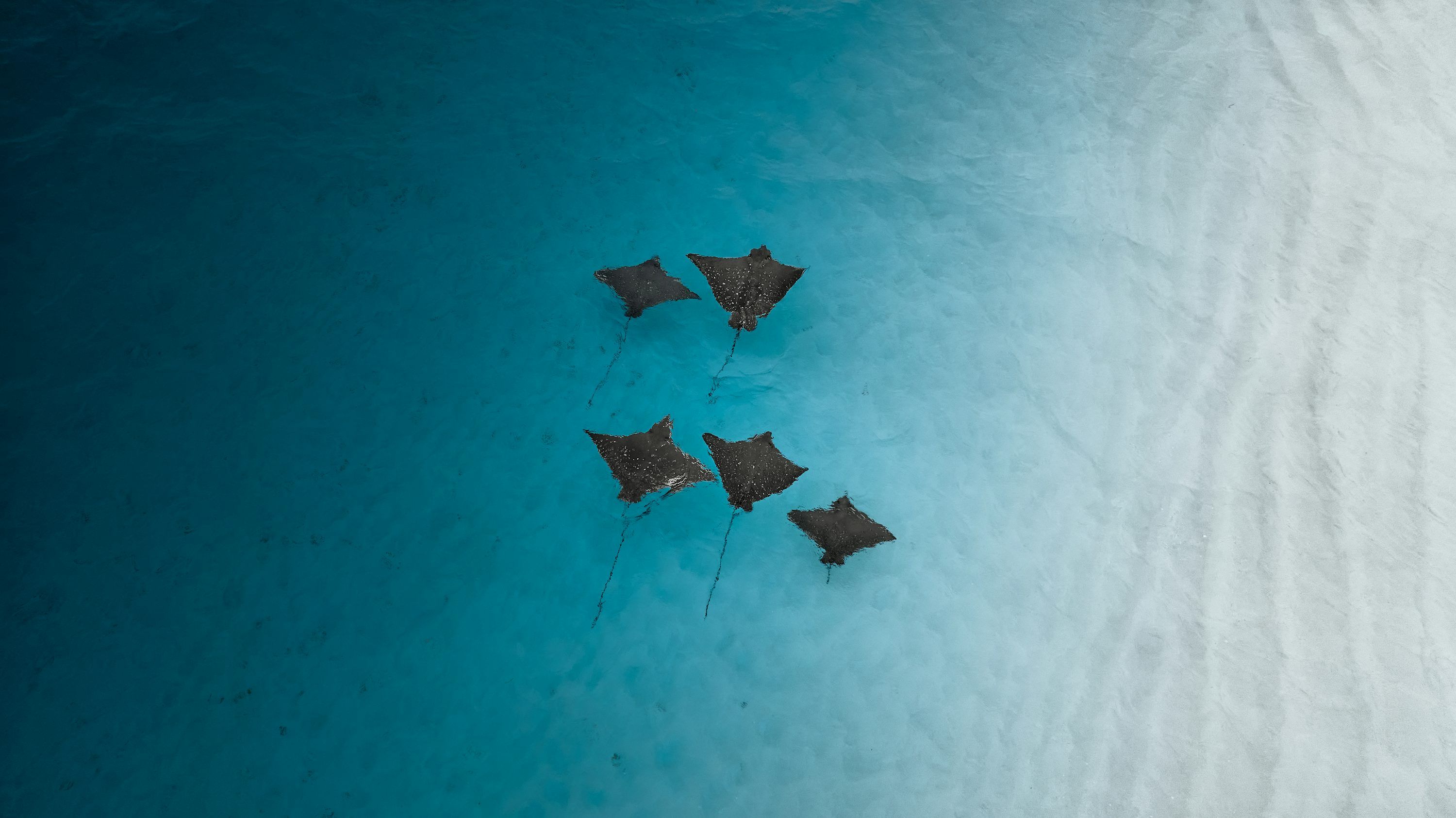 3000x1685 Eagle Ray Picture. Download Free Image