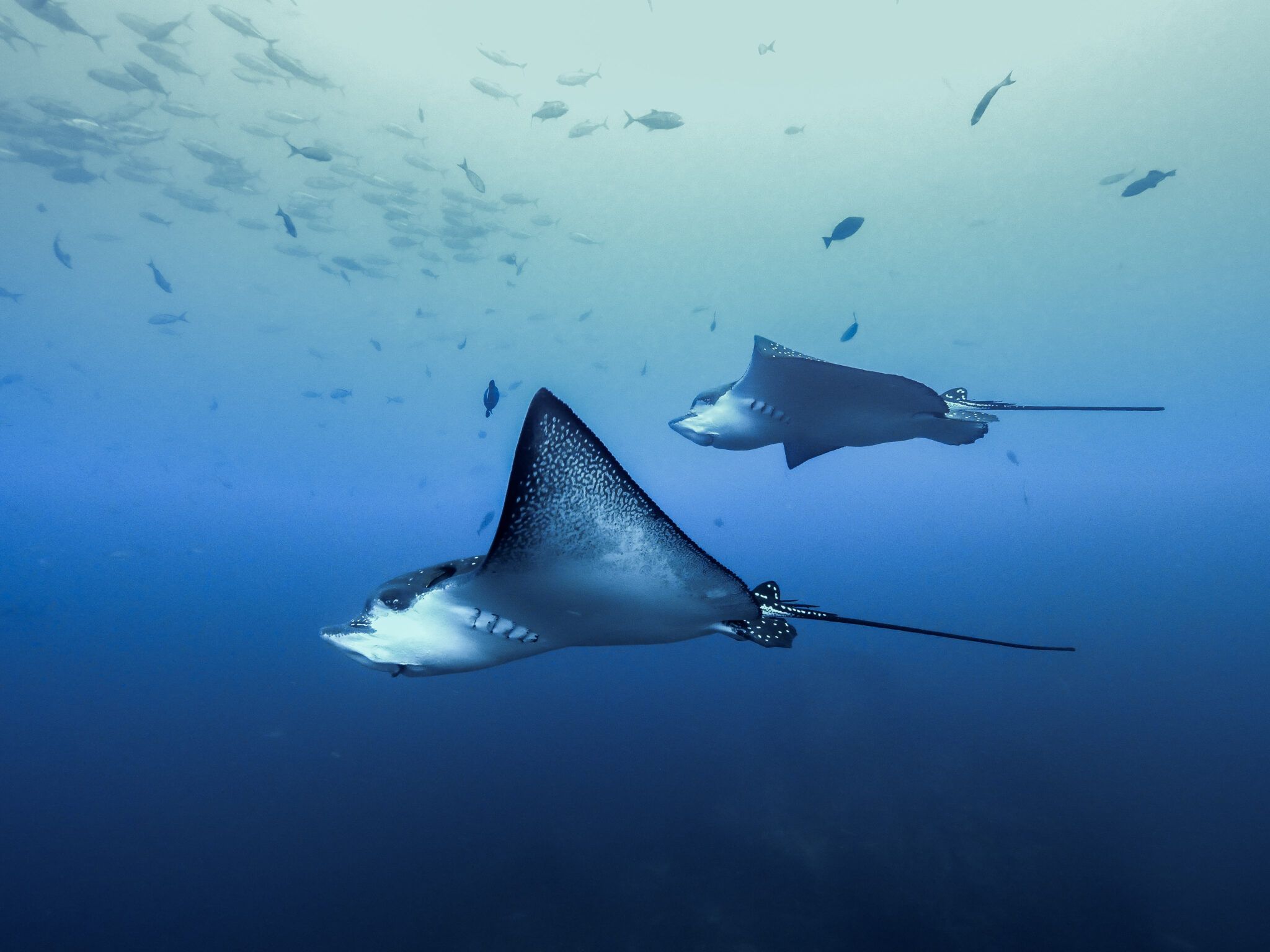 2048x1536 Whitespotted eagle ray Our Seas Foundation