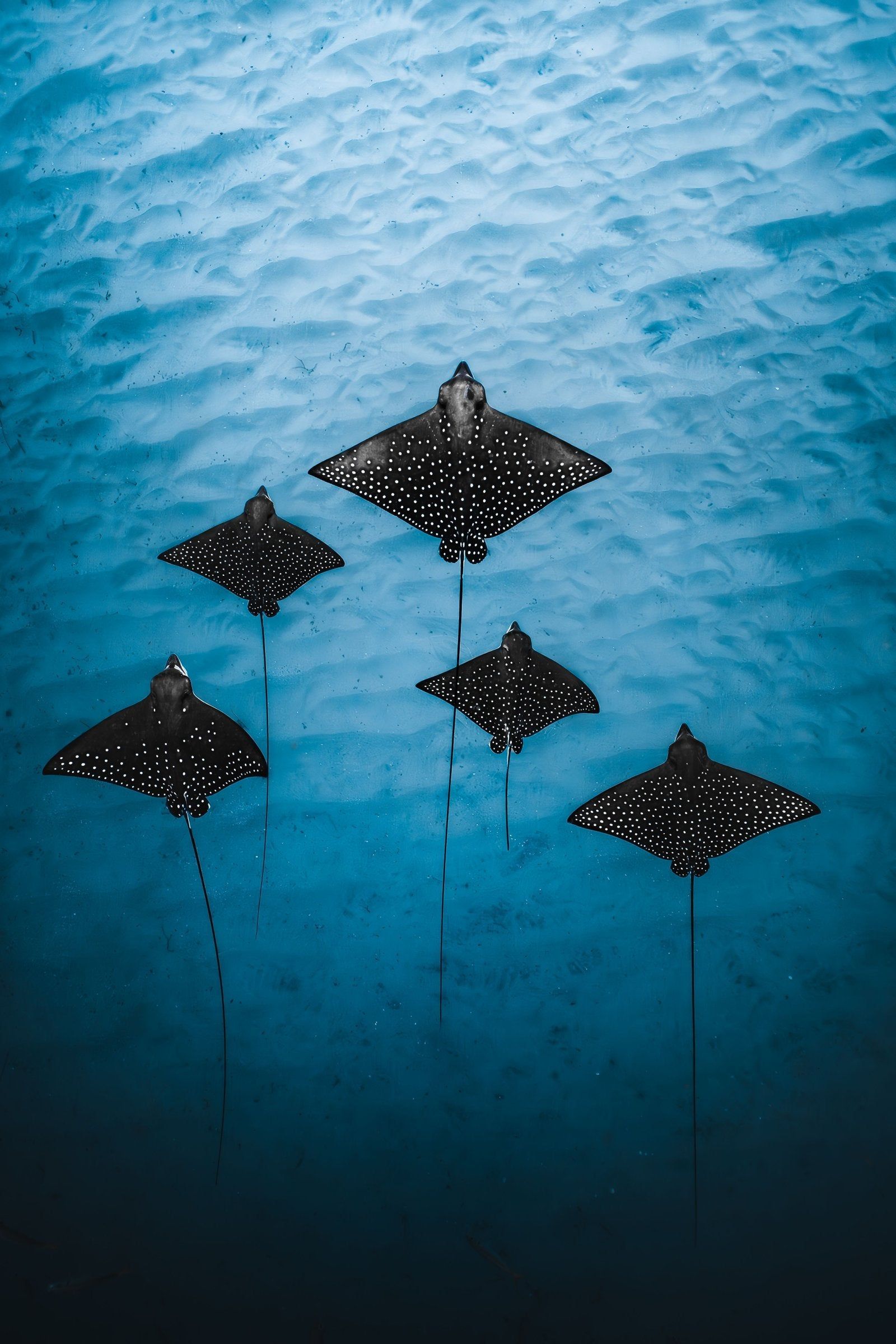 1600x2400 The Eagle Rays