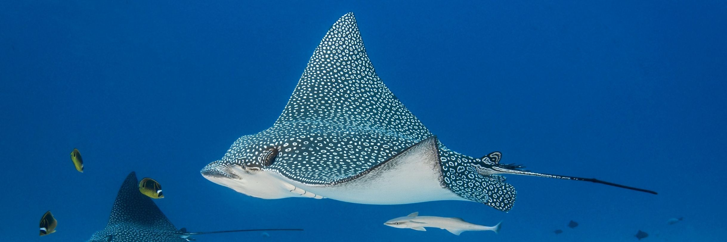 2438x813 Eagle Ray Great Barrier Reef. Graceful Rays of the Reef