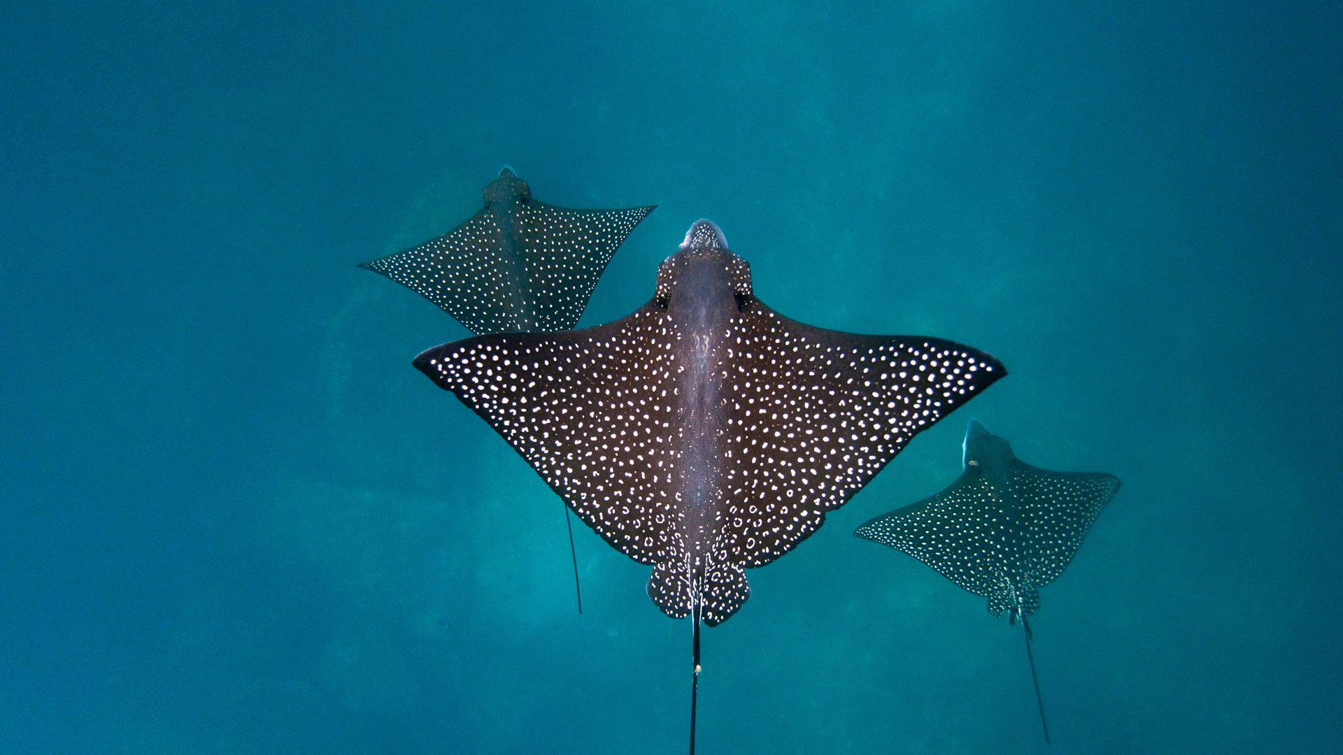 1920x1080 Bing image: Spotted eagle rays in the Galápagos Islands Wallpaper Gallery
