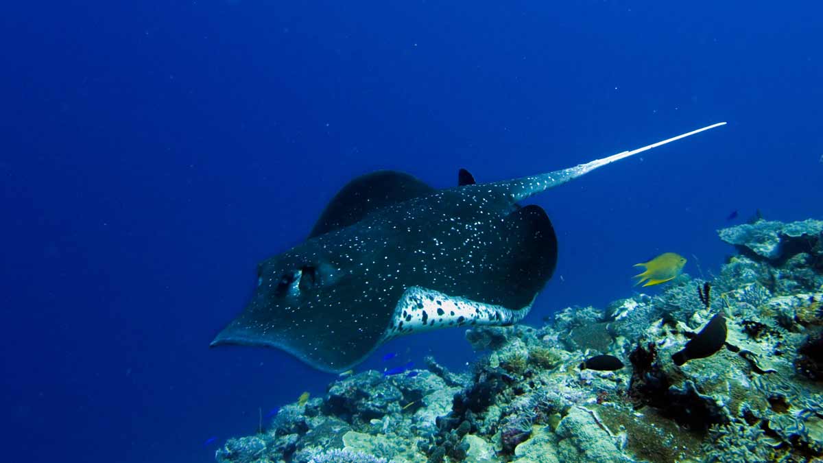 1200x675 Types of Rays: Manta Ray vs Stingray vs Eagle Rays