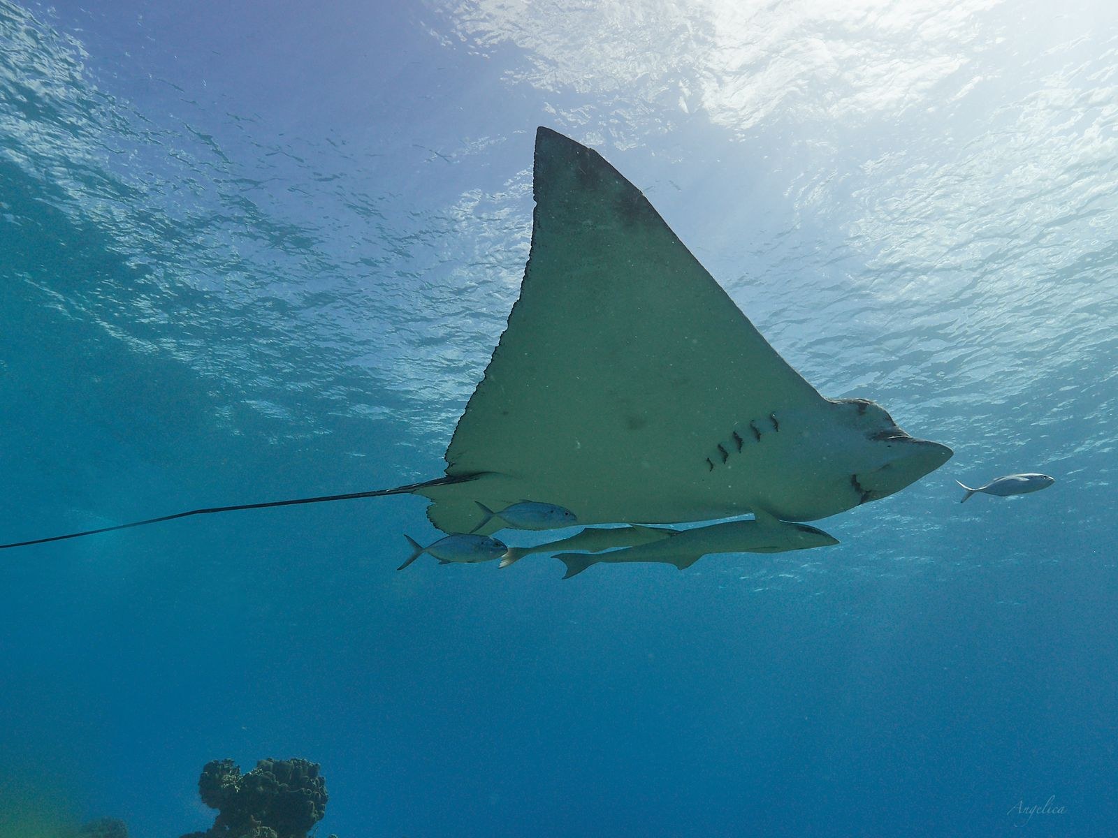 1600x1200 Eagle Ray and permitfish. #scubadiving #ocean #eagleray #cozumelmexico