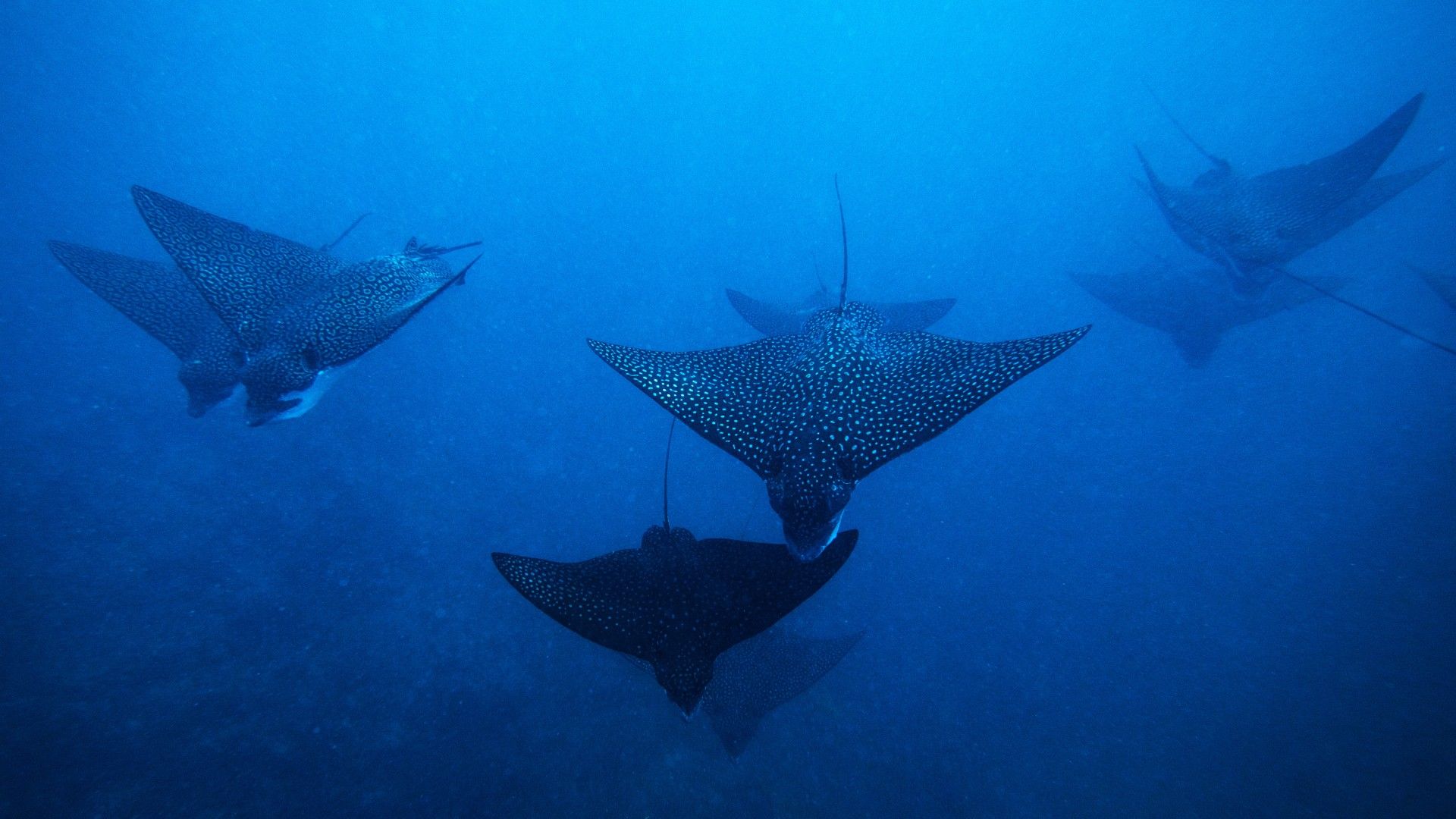 1920x1080 Spotted Eagle Rays in Cozumel: Season, Migration & Diving. Coral Princess Hotel & Dive Resort