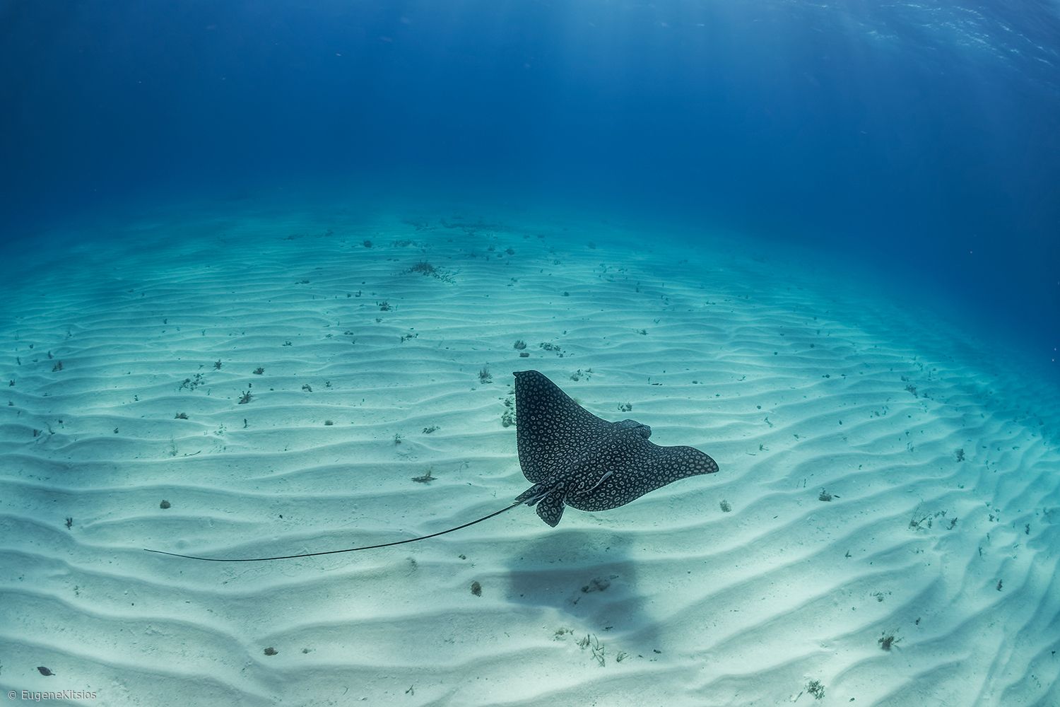 1500x1000 Spotted eagle ray