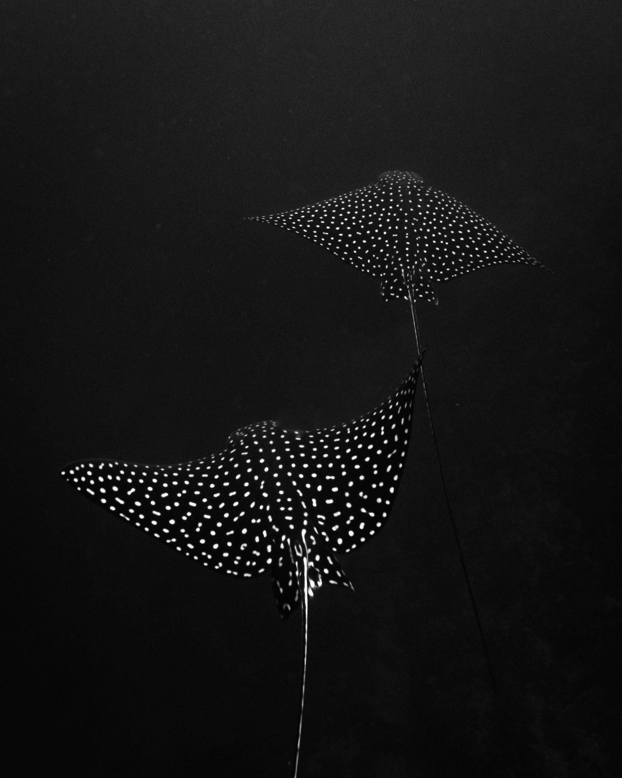 2400x3000 A pair of eagle rays glidingk depths
