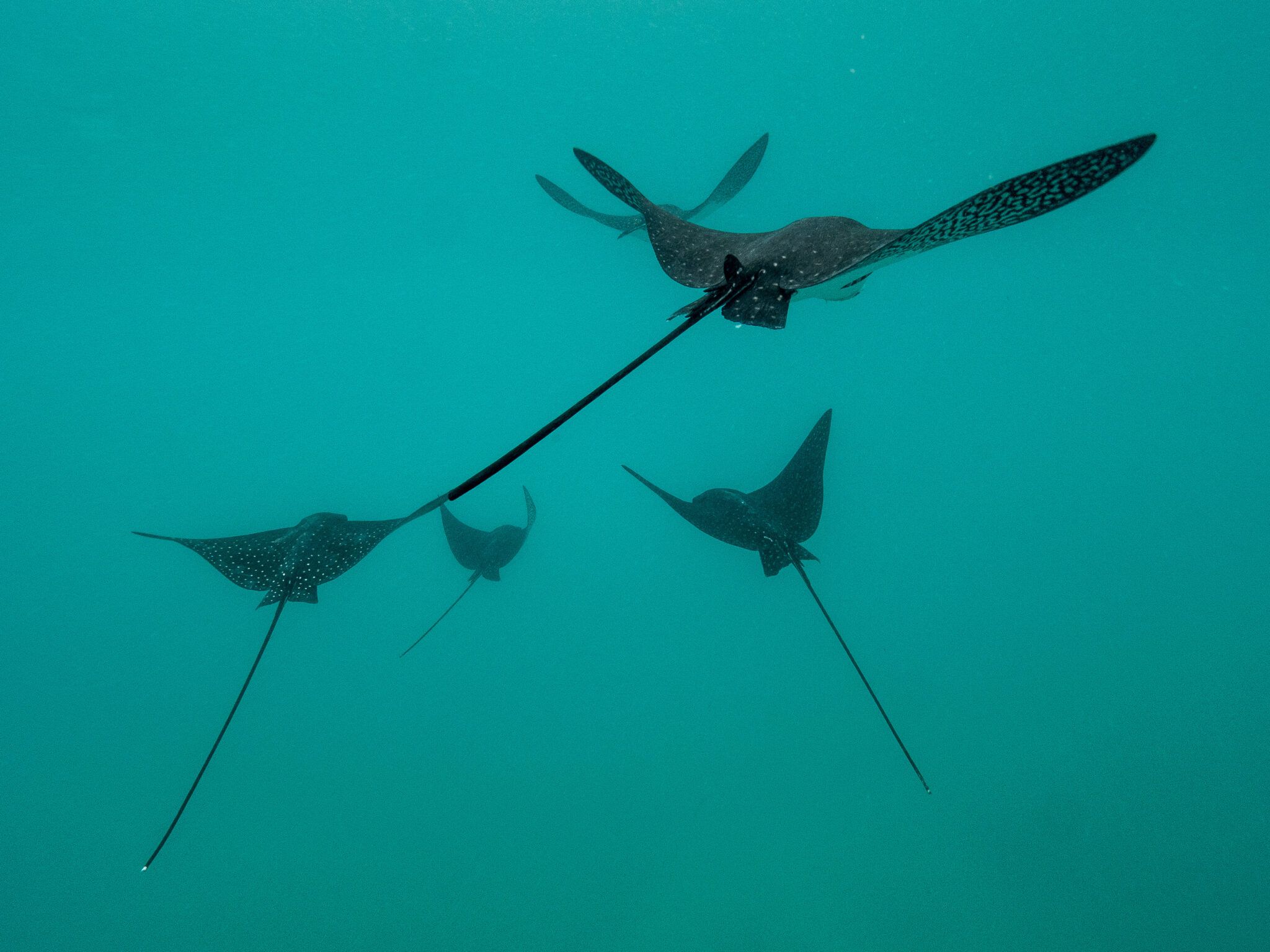 2048x1536 Whitespotted eagle ray Our Seas Foundation