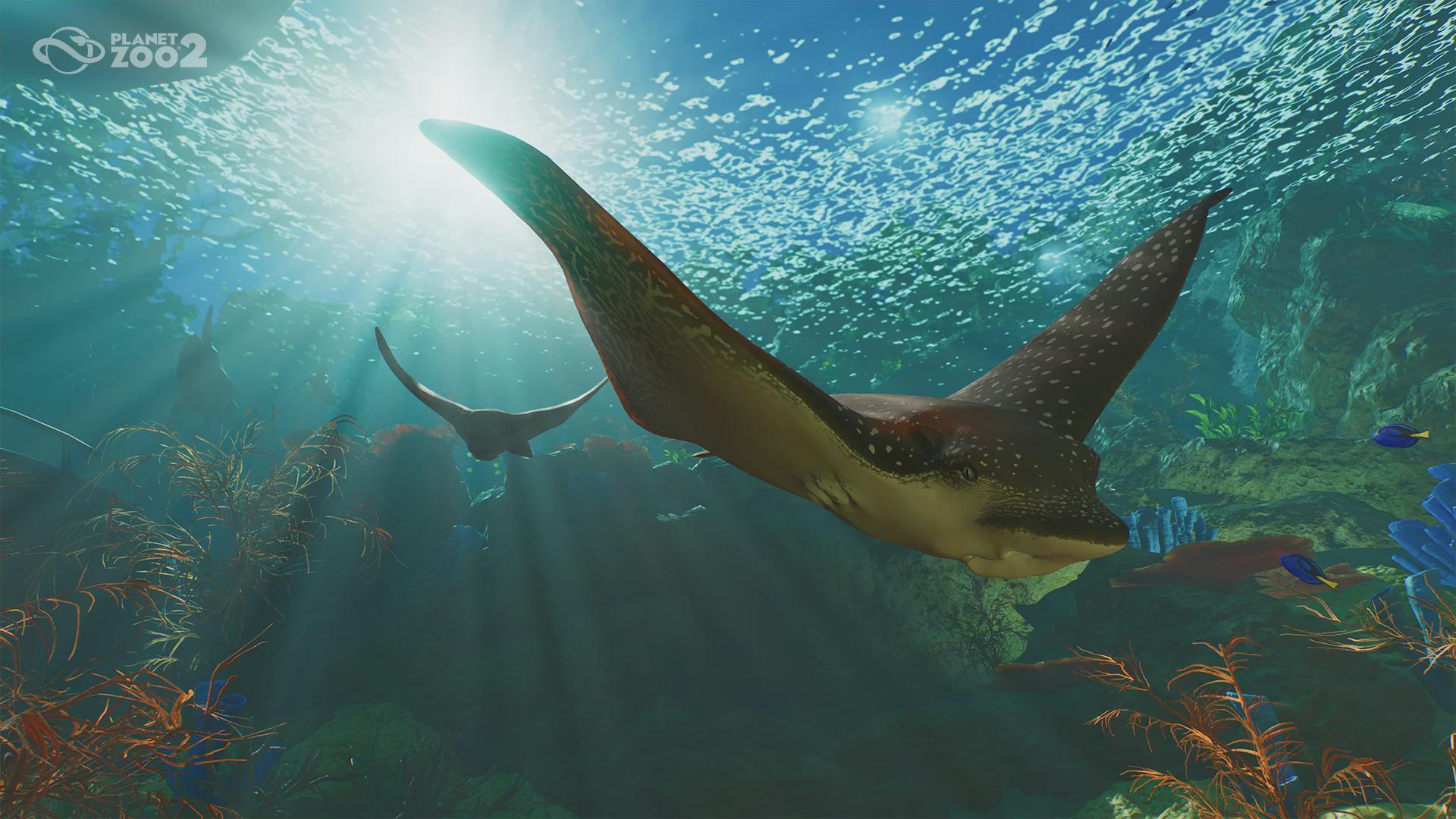 1920x1080 A better look at the Spotted Eagle Ray