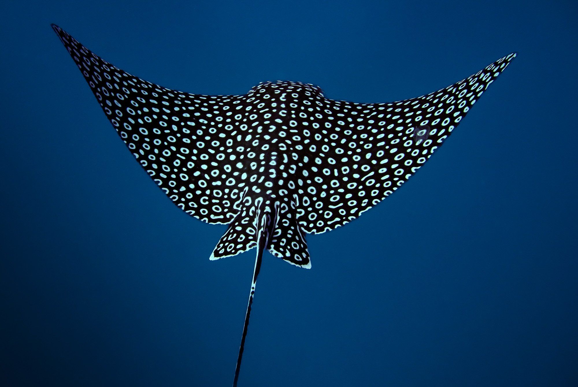 2000x1340 The All Female Team Tracking Eagle Rays In Mexico