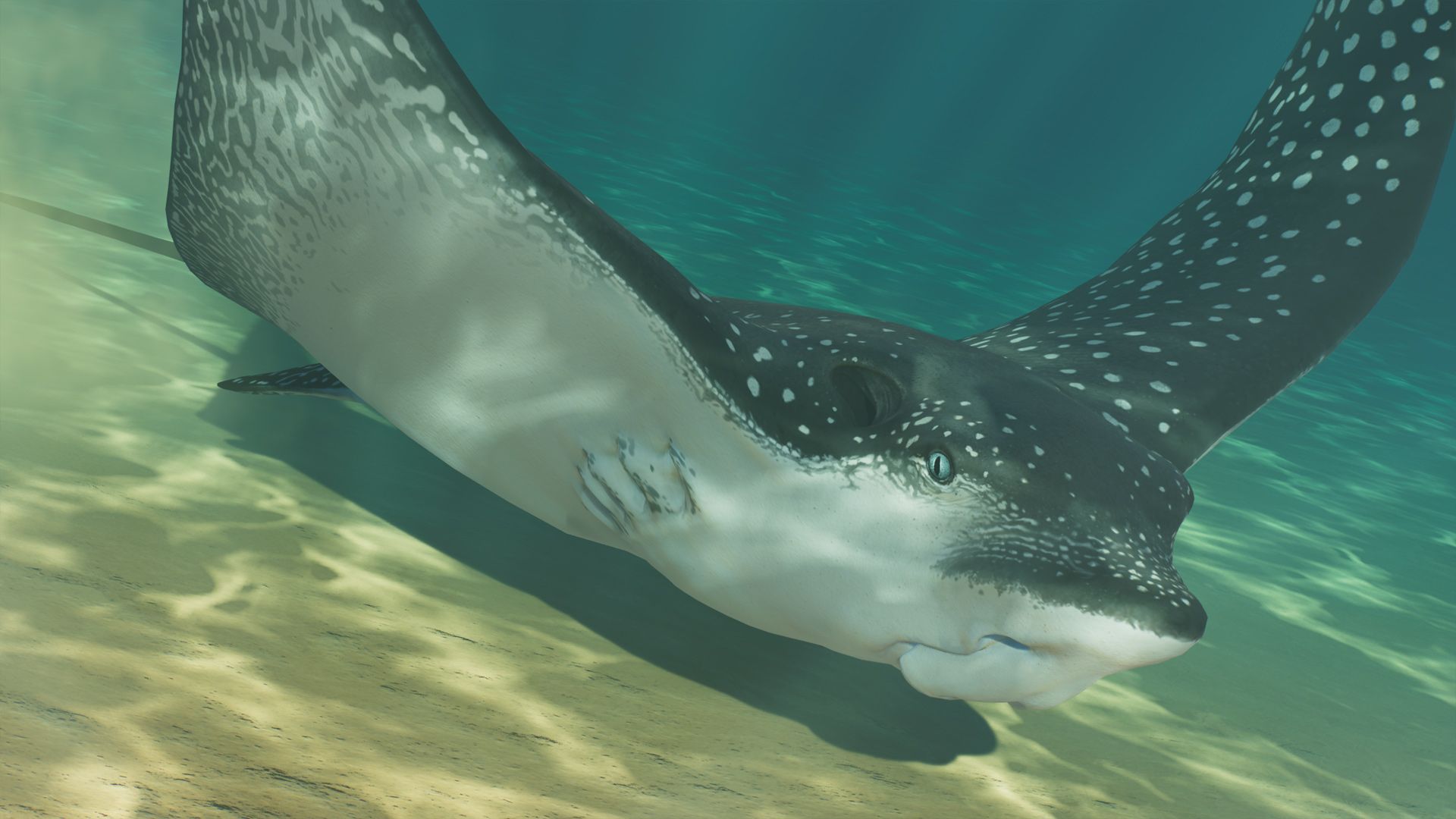 1920x1080 Spotted Eagle Ray Zoo 2