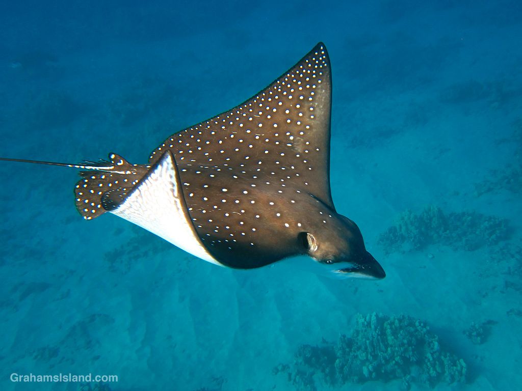 1024x768 Eagle Rays. Graham's Island
