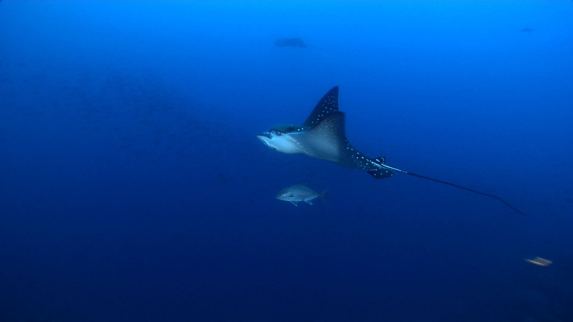1920x1080 Stock footage of Spotted eagle ray swimming in bluewater, Aetobatus ocellatus HD video 26339