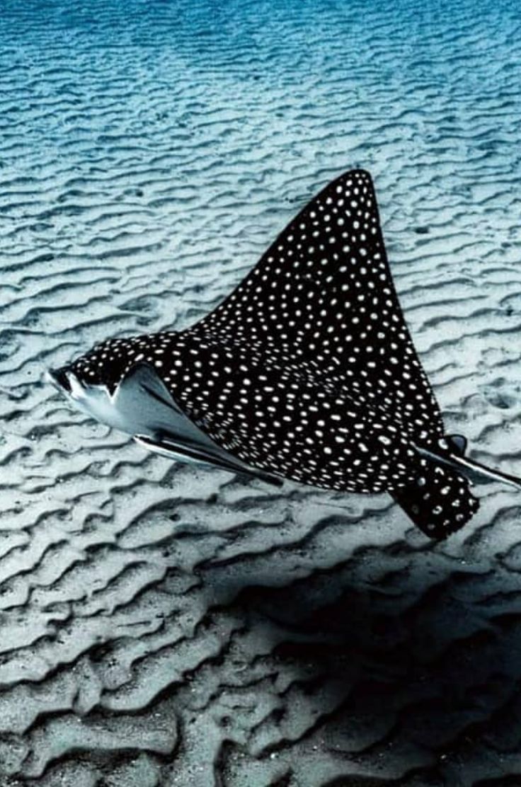 736x1112 Spotted eagle ray
