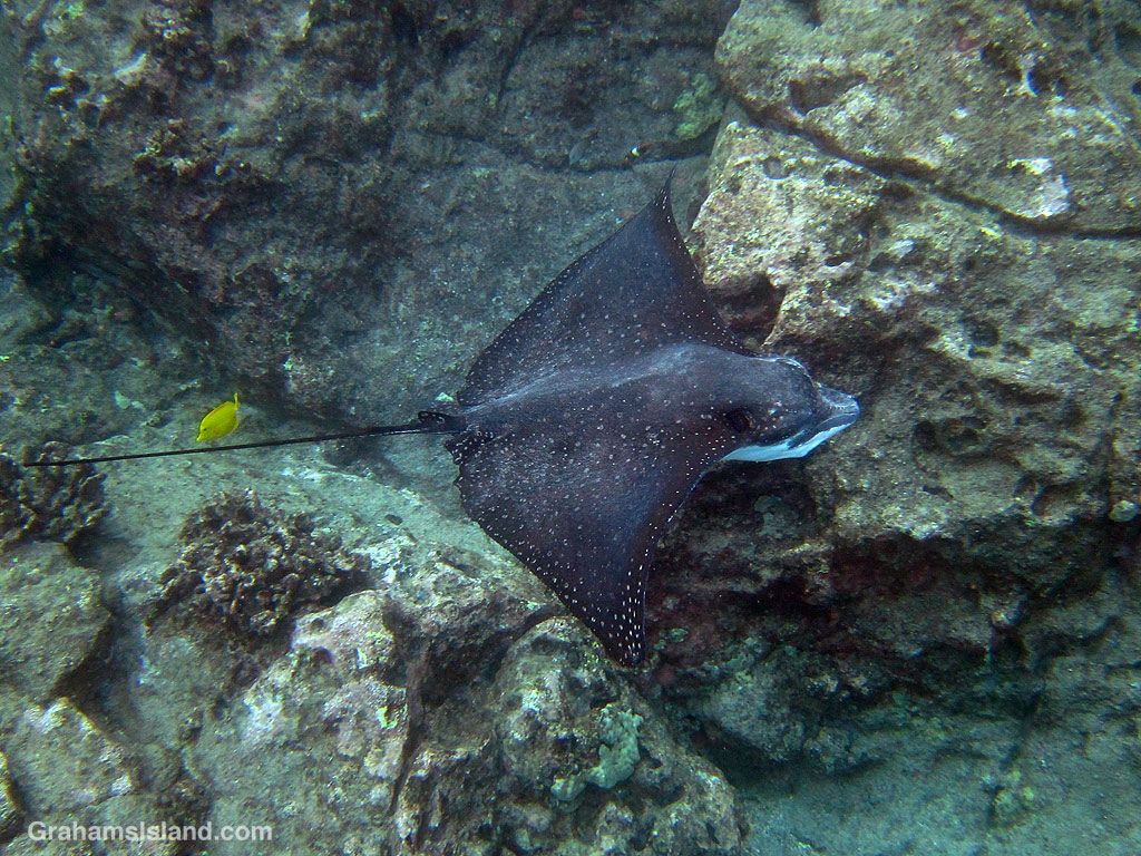 1024x768 Spotted eagle ray before and after. Graham's Island