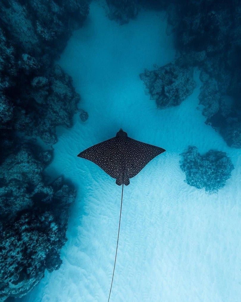 810x1013 Discover 240 Marine Life and underwater photography ideas. ocean conservation, underwater photographer, shark lover and more