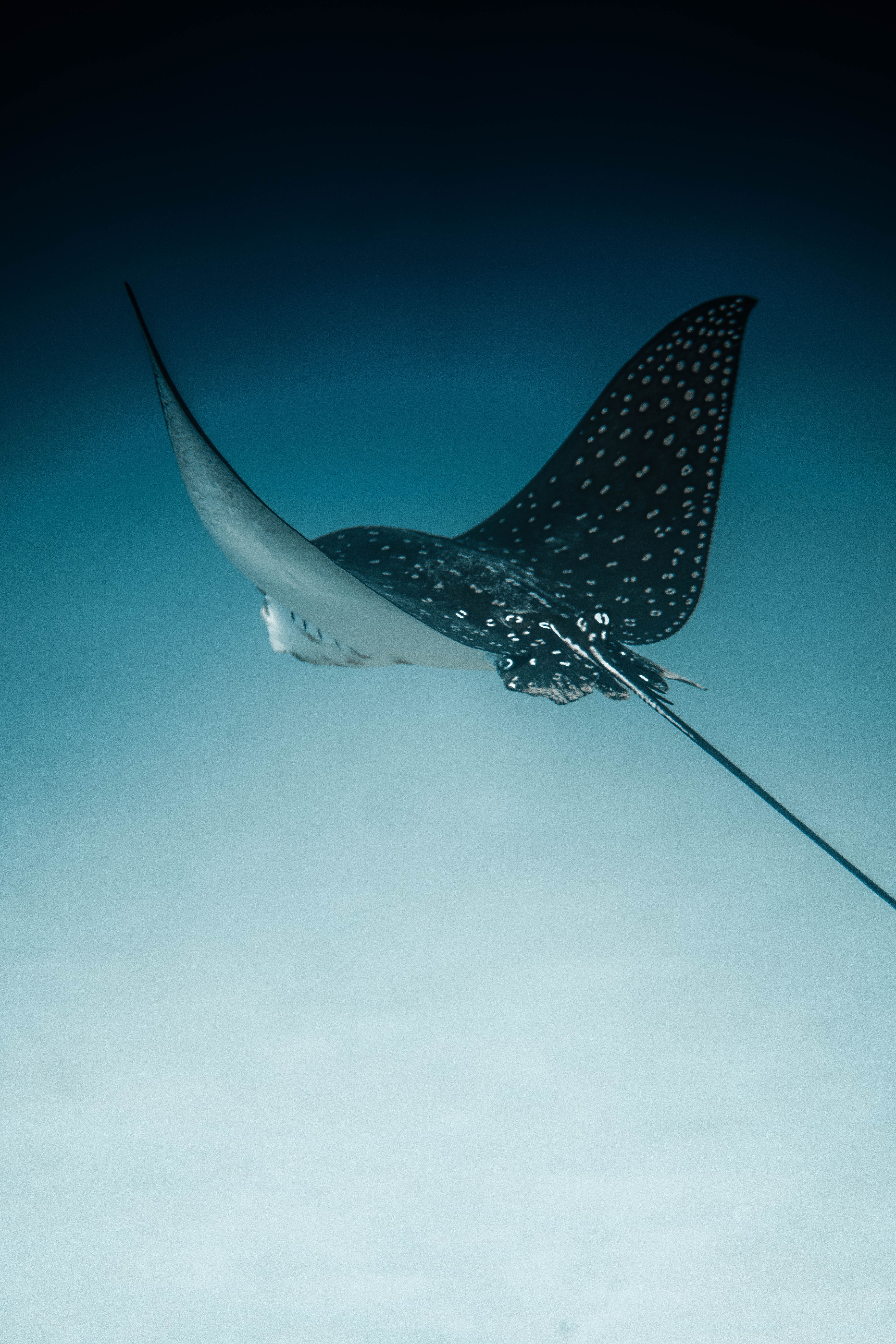 5304x7952 Spotted Eagle Ray Photo, Download The BEST Free Spotted Eagle Ray & HD Image