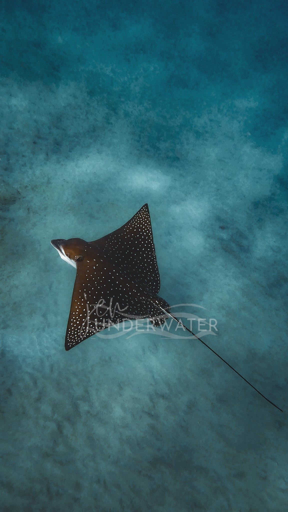 1152x2048 Spotted Eagle Ray