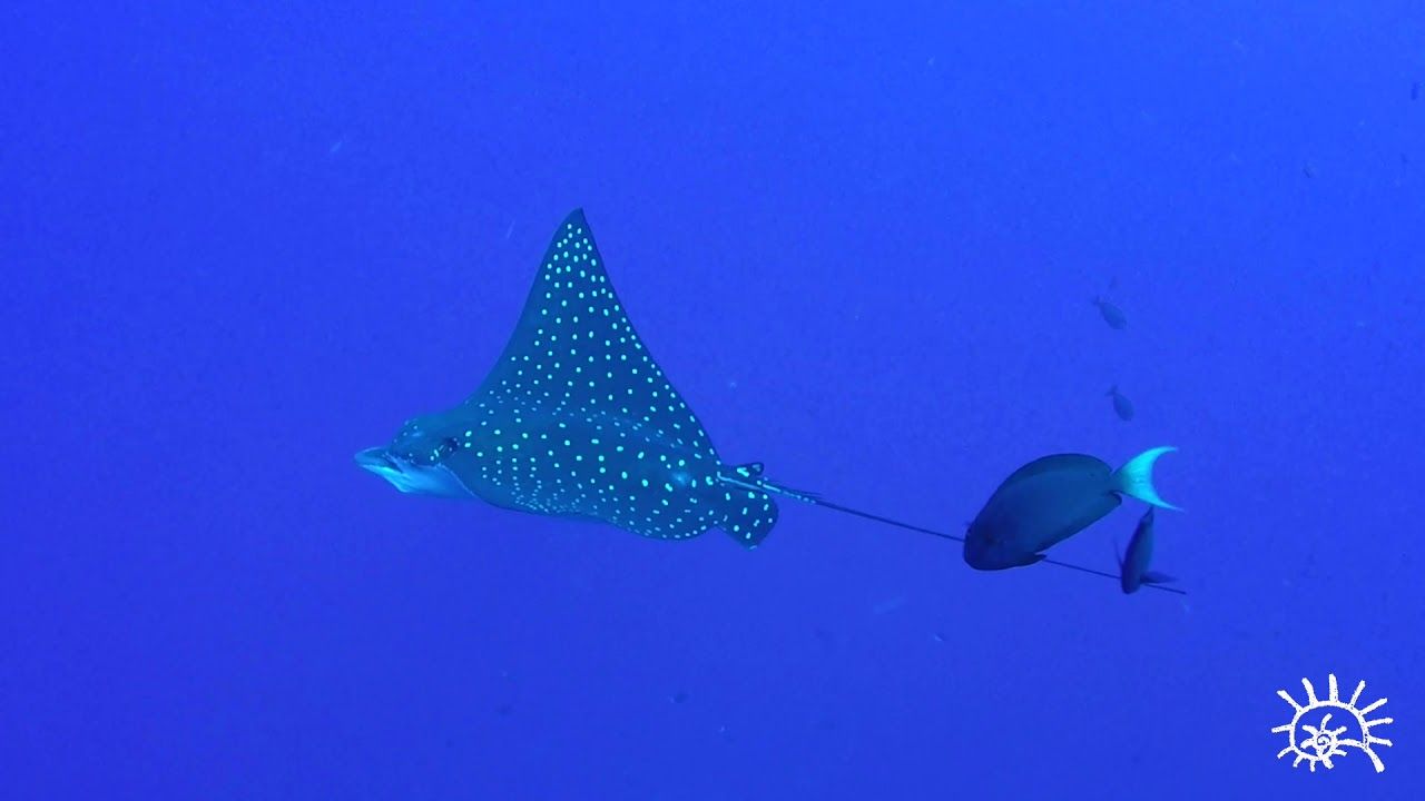 1280x720 Spotted Eagle Rays's most elegant fish