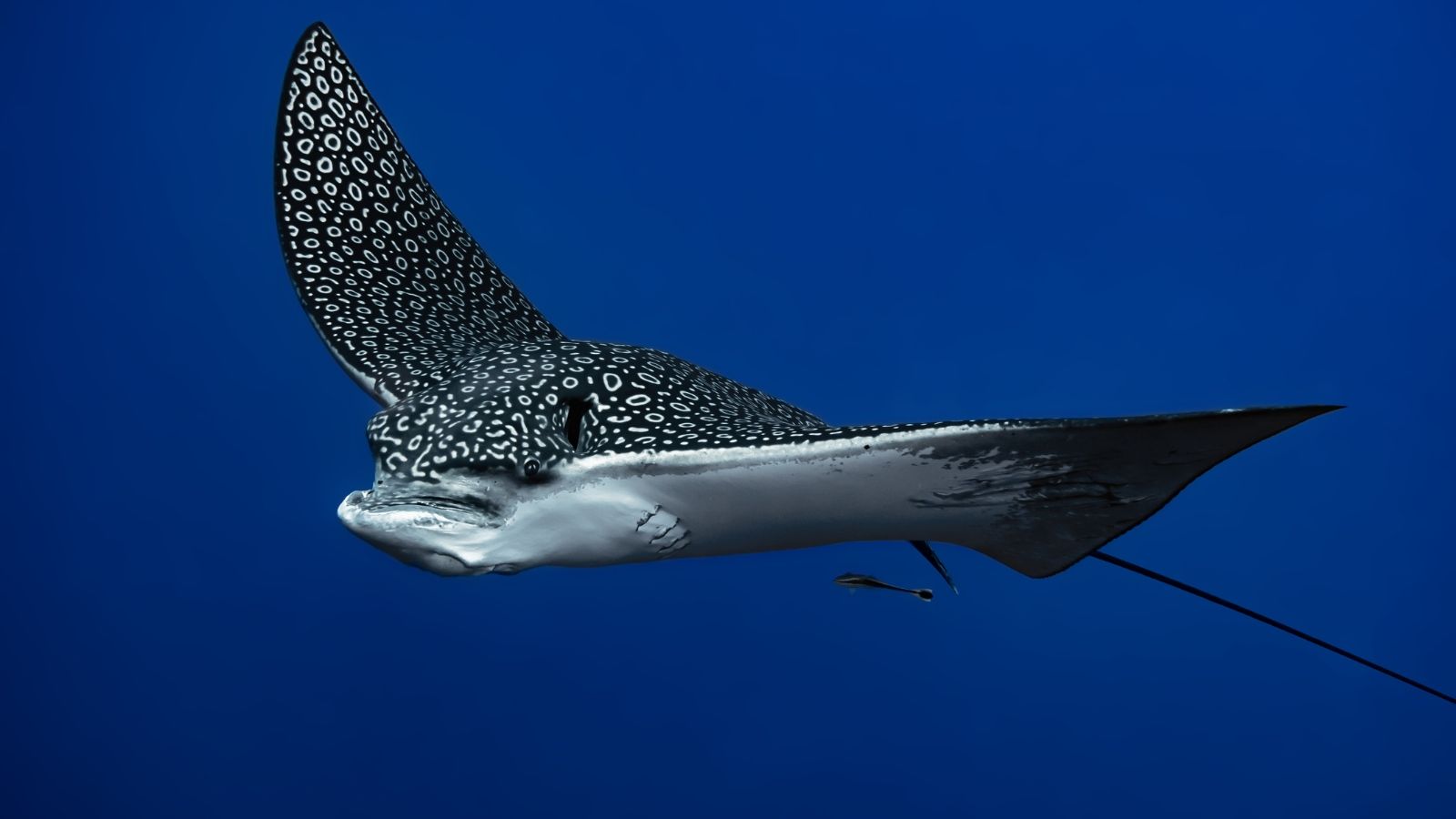 1600x900 Rare Spotted Eagle Ray Rescued By Boaters After It Got Stuck