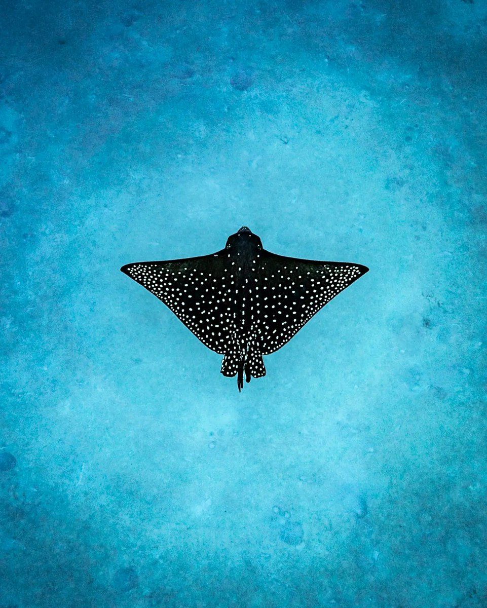 961x1200 A juvenile spotted eagle ray gliding over the sand in Florida