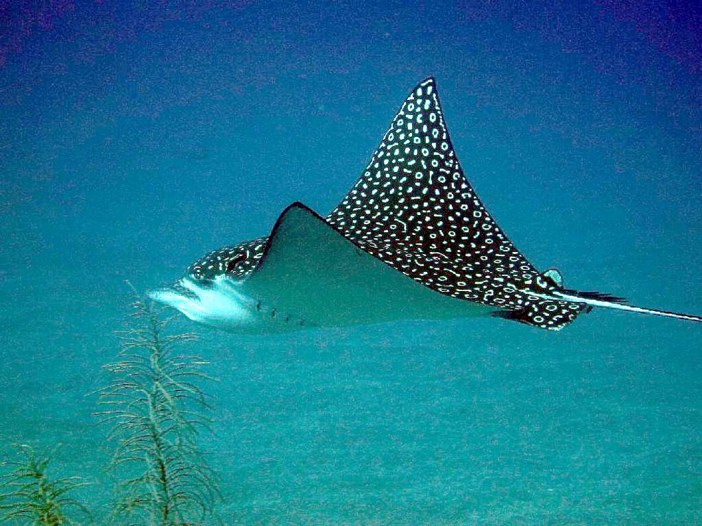 1024x768 Eagle ray jb