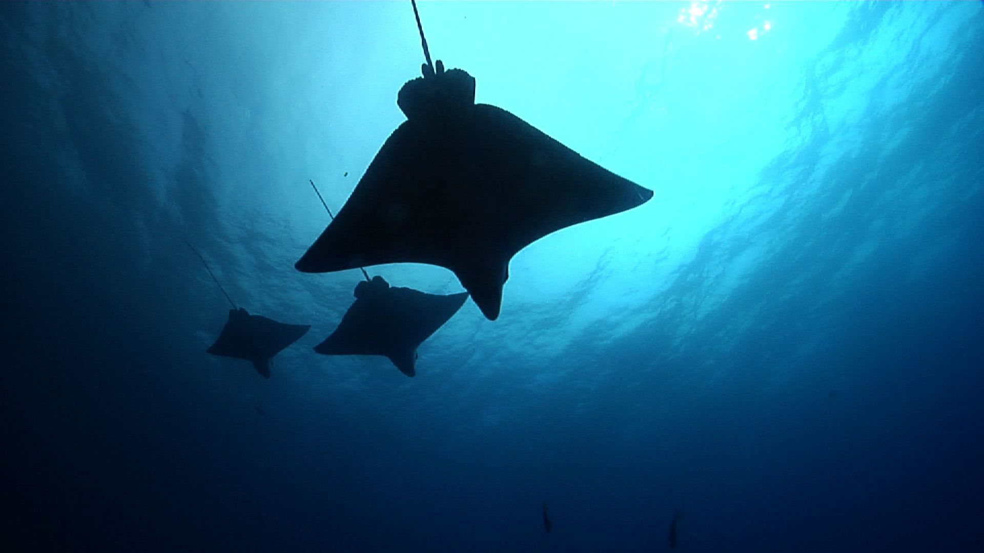 1920x1080 Stock footage of Spotted eagle ray swimming in bluewater, Aetobatus ocellatus HD video 25346
