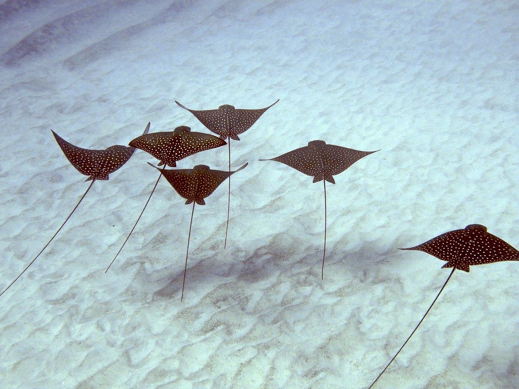 1024x768 Spotted Eagle Ray formation, Keauhou Bay, Big Island, Hawa