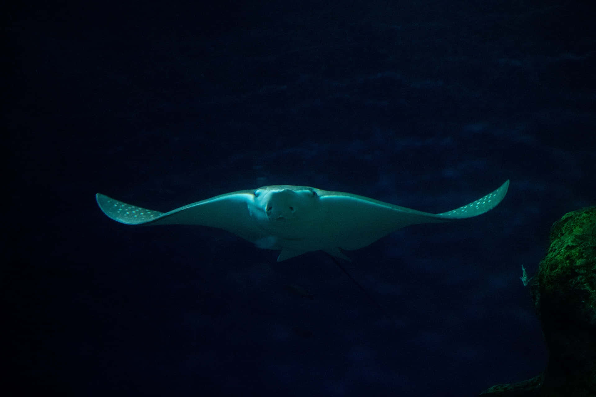 1920x1280 Eagle Ray Wallpaper