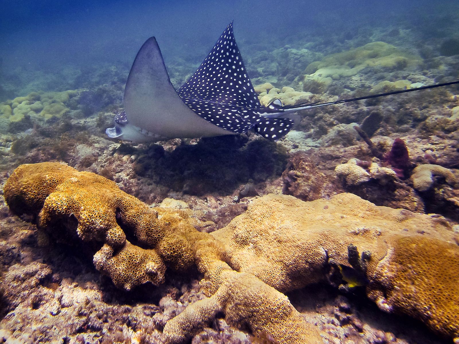1600x1200 Real Monstrosities: Spotted Eagle Ray