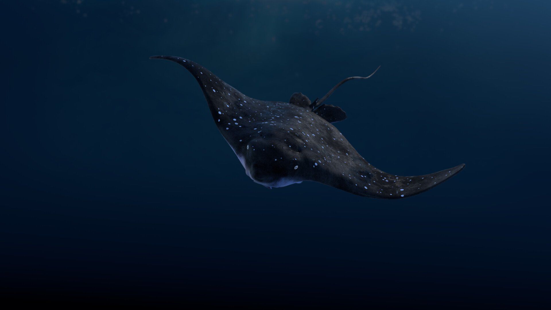 1920x1080 The Rookies Eagle Ray