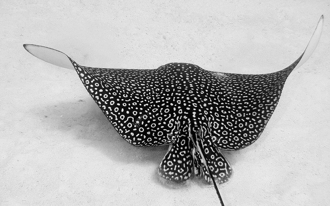 1280x800 Biotelemetry Reveals Behaviour of Rare Eagle Ray Articles & Blogs
